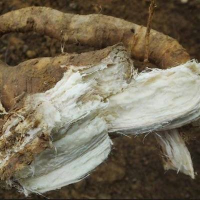 纯天然野生的葛根,野生葛根全株图片