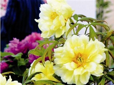 牡丹花盆栽什么品种好养易活,家庭盆栽牡丹花怎么养护