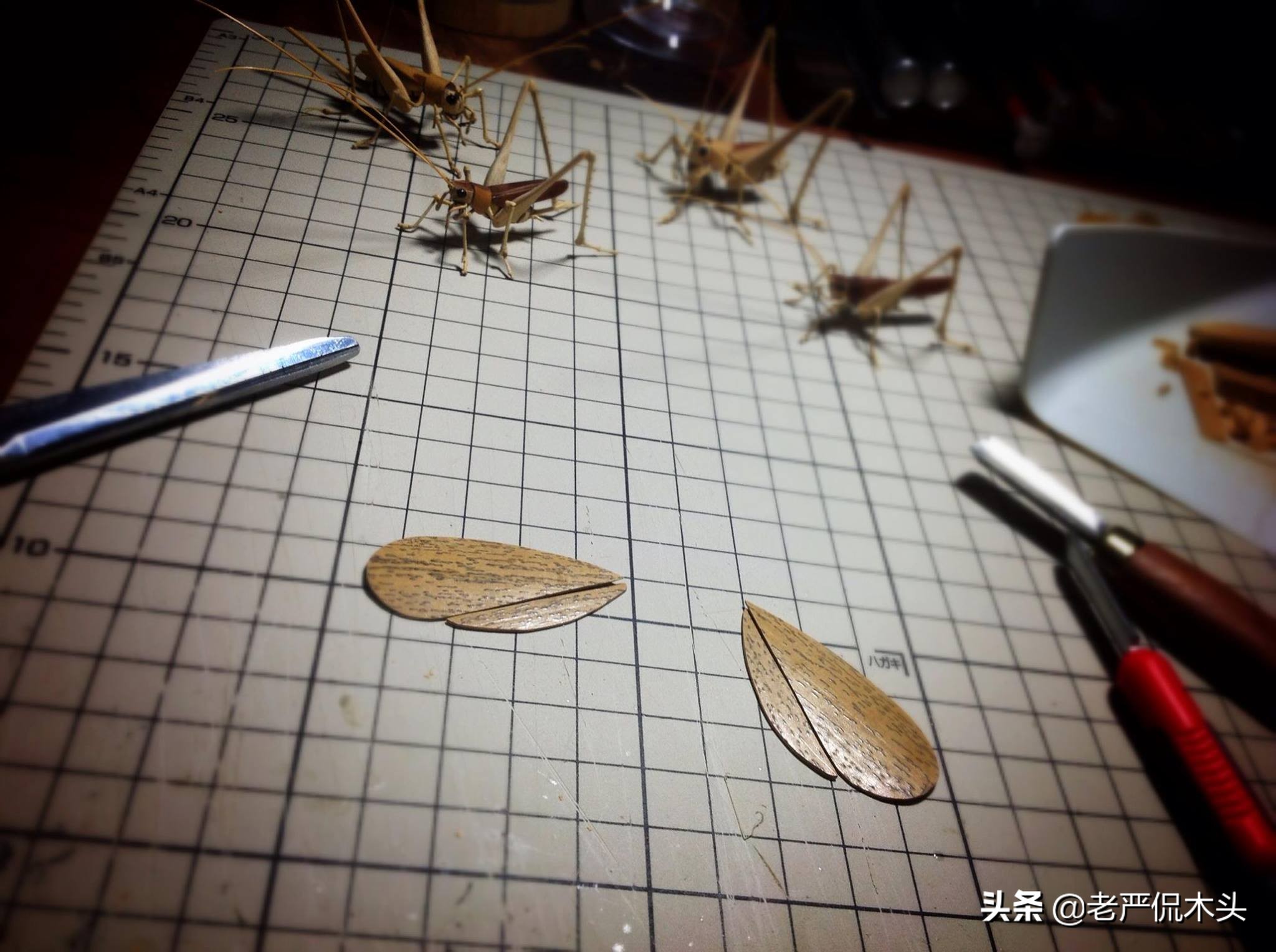 昆虫标本树脂竹节虫,昆虫标本制作竹节虫