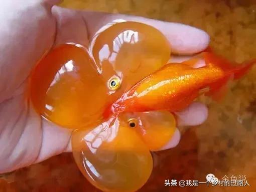 家庭养鱼的知识和技巧,庭院鱼池养鱼需要注意什么