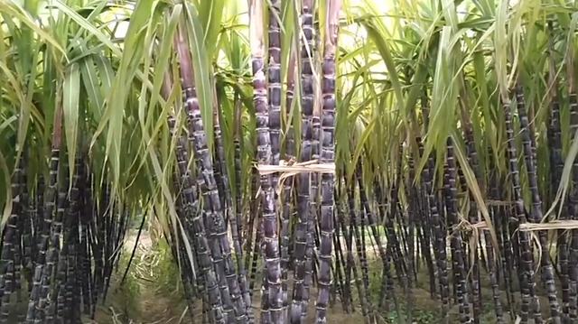 如何鉴赏朗姆酒,朗姆酒基本工艺