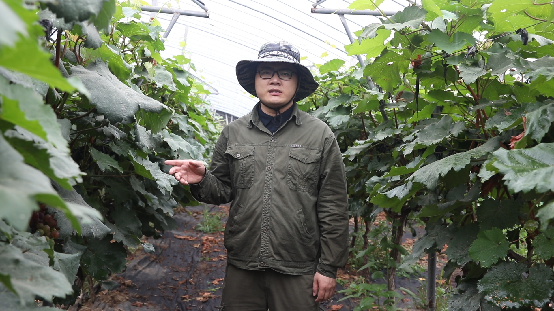 葡萄新梢叶柄发红怎么了,叶柄红色的葡萄