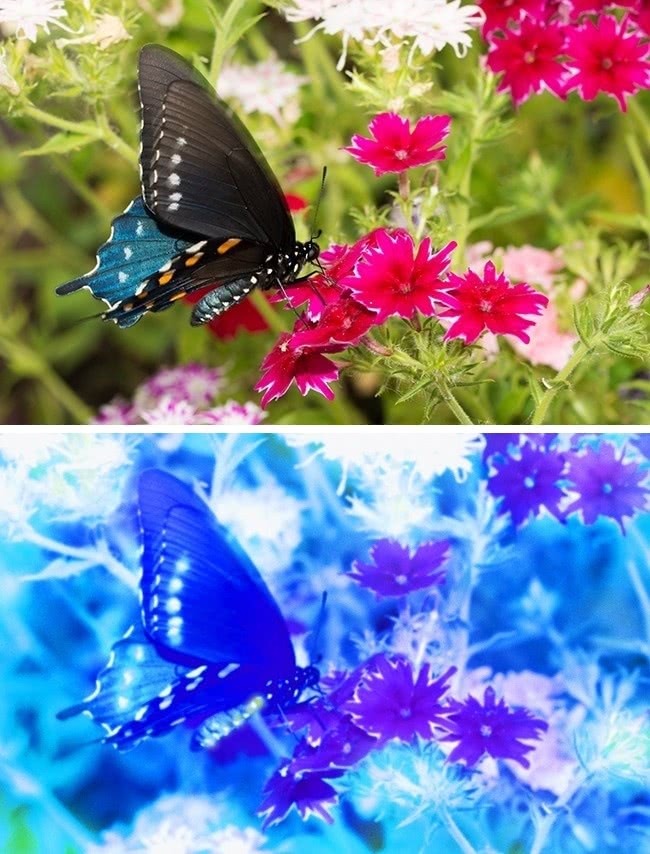 什么动物视力模糊不清,视力与人类一样的动物