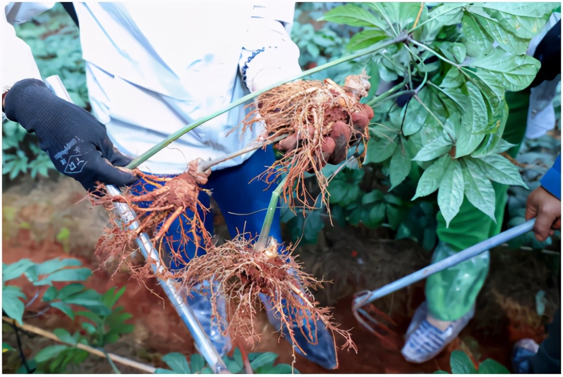 无限极“有料”的三七:品质高、品相优