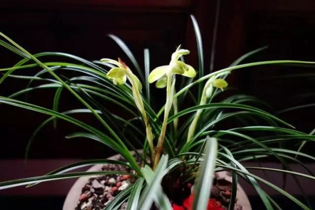 兰花生病怎么治最有效果,兰花病害怎么治愈