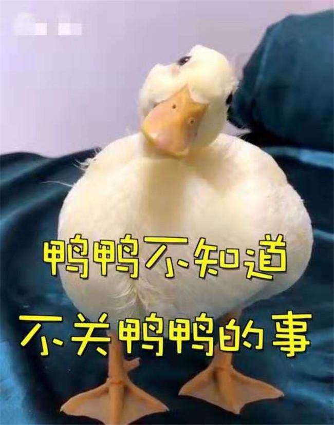 格格:小鸭宝宝冲上来猛亲,得个新绰号“电动鸭刷帮主人剔牙