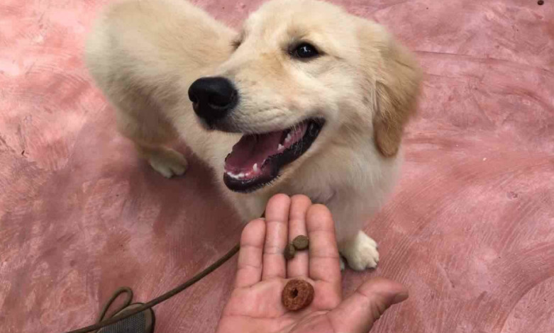 狗狗乱闻人怎么办,不让狗狗乱嗅怎么训练