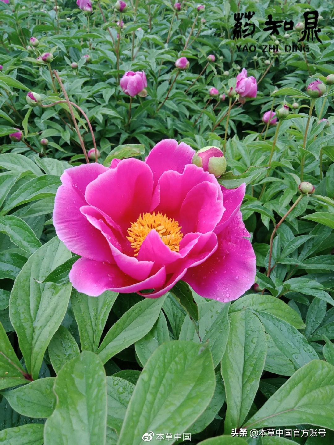 【本草百科·药知鼎——白芍】朵腴花硕,不止于美丽的外表