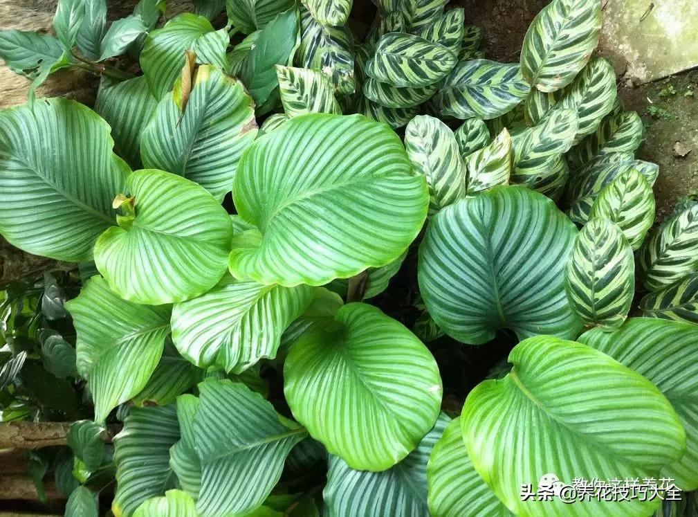 4种耐阴花好看好养活室内也能开,和绿萝长得很像耐阴的植物