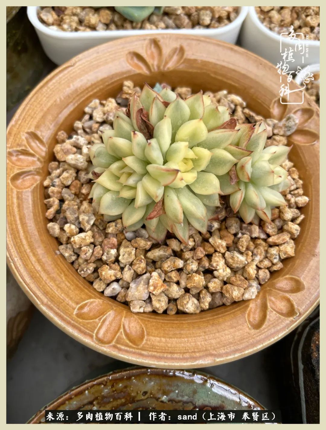 多肉怎么度过三伏天,多肉在三伏天怎么度夏