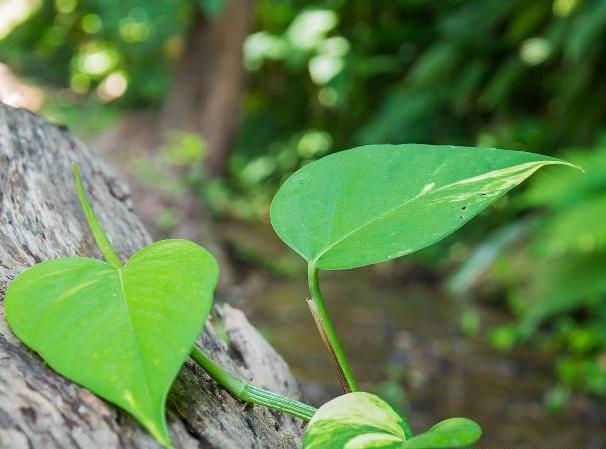 养绿萝浇什么肥料长得快,绿萝浇什么肥料好养