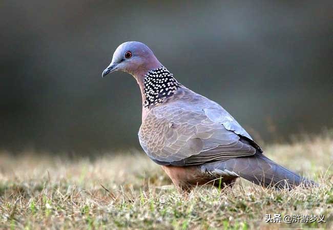 那些说不出名字的鸟,常见的纯黑色羽毛的鸟有哪些