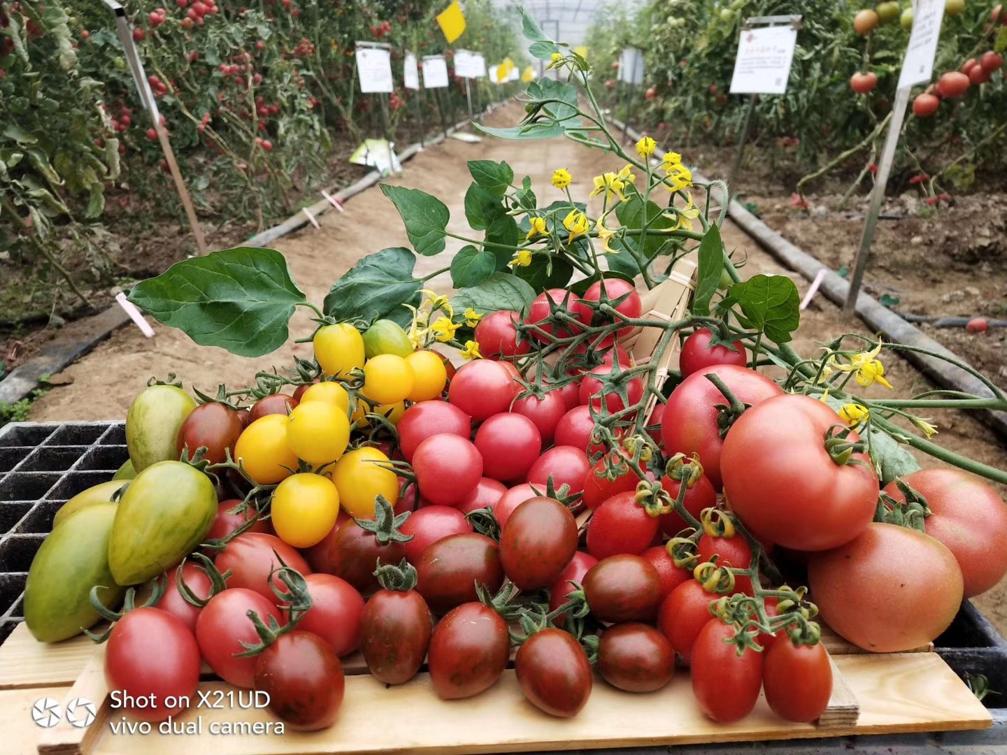 各种蔬菜大棚的种植时间和方法,蔬菜大棚种植技术主要注意哪些