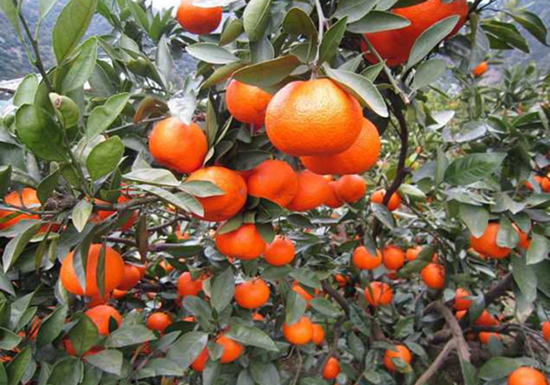 沙糖桔种植后施肥方法,沙糖桔全年的管理技术