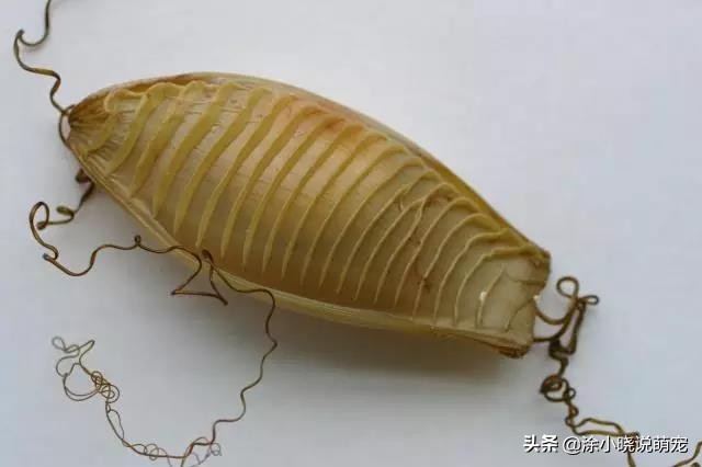 体型凶狠的鲨鱼有哪些,鲨鱼幼崽从蛋出来的全过程