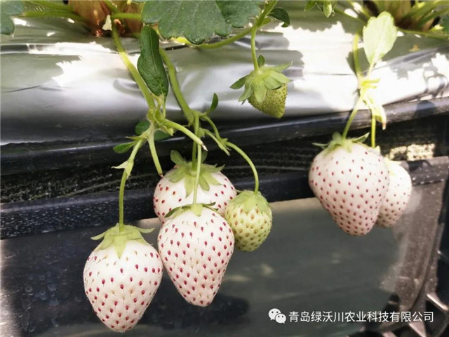 青岛市文旅大项目,青岛文旅创意项目