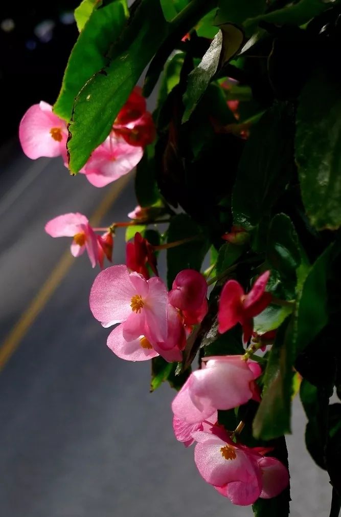 四季海棠浇水过多的挽救方法,四季海棠水浇多了叶子怎样表现