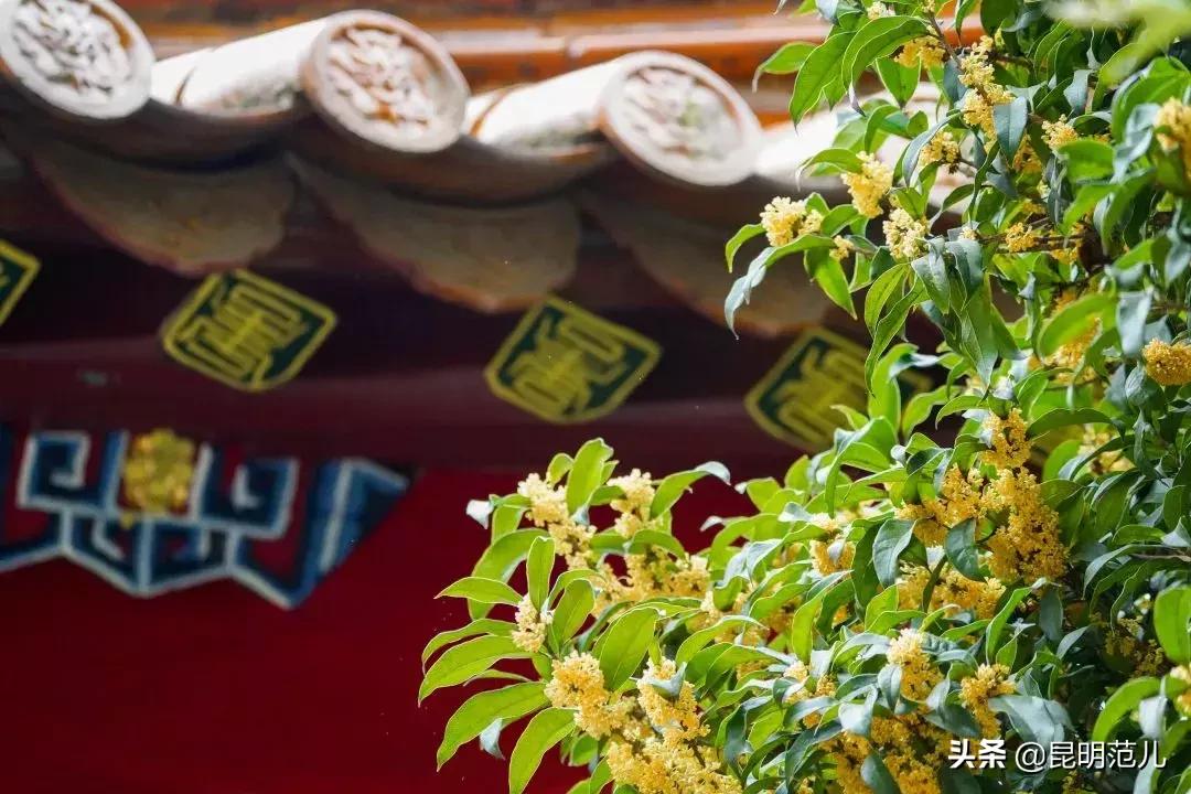 桂花落雨满园香|来黑龙潭公园感受初秋的气息