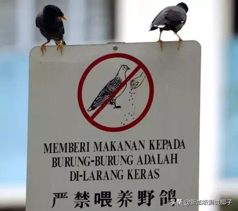 新加坡12件事,新加坡11件大事件