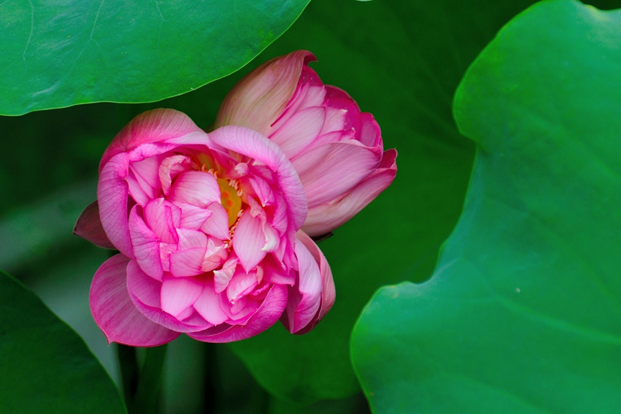 鹤城印象荷花图片,鹤城区看荷花