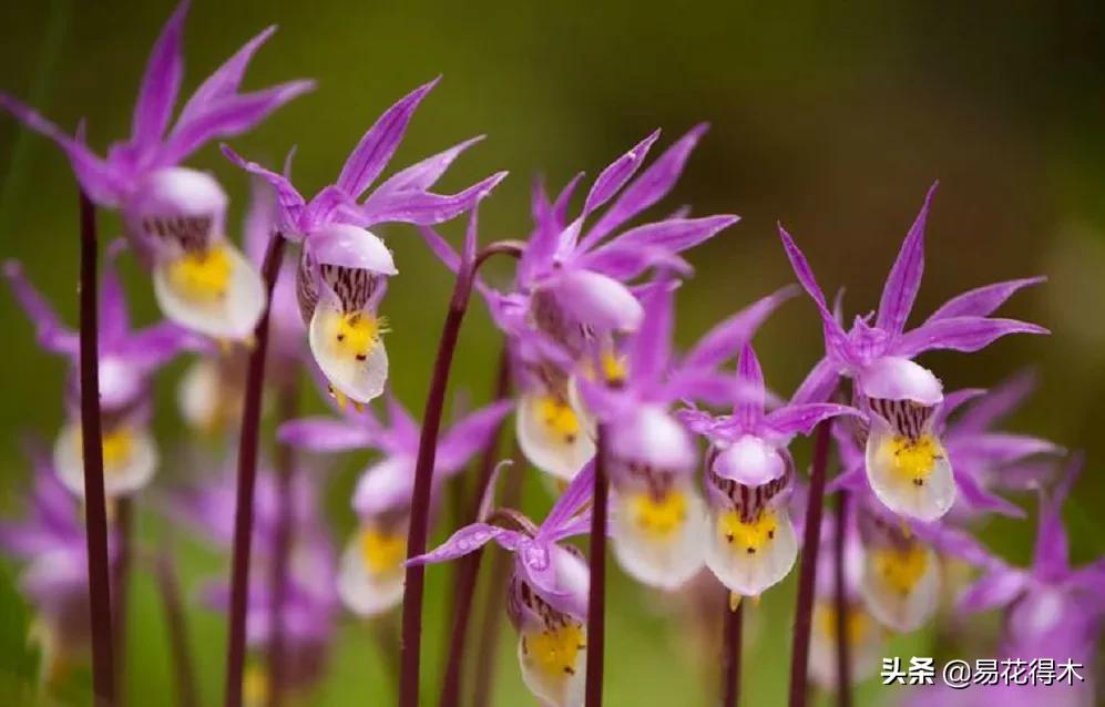 布袋兰花品种图片大全,我国特有的单种属珍稀濒危兰花