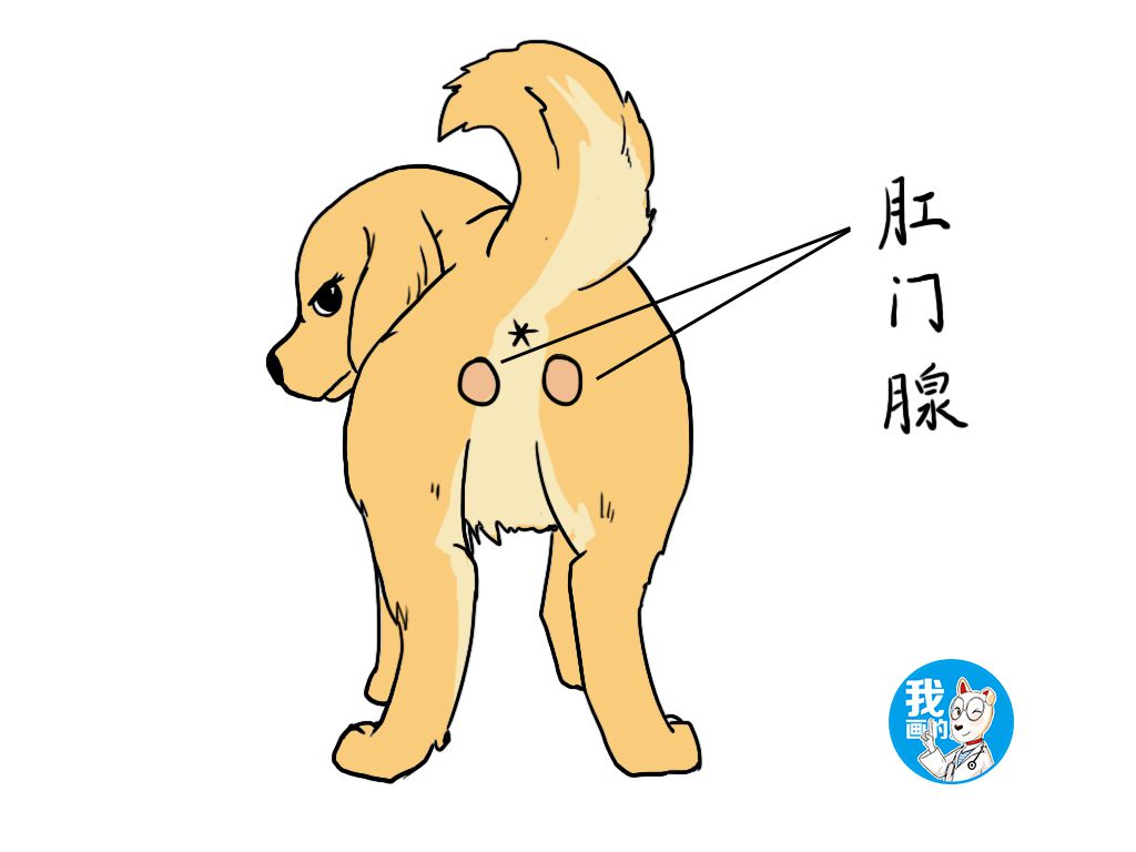 狗狗肛门腺发炎怎么治疗,狗狗肛门腺发炎烂洞该用什么药
