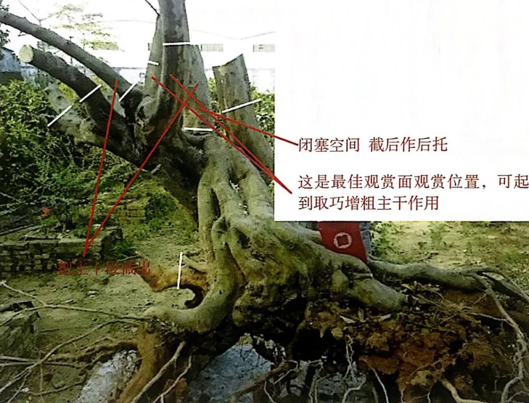 雀梅老桩盆景的造型,雀梅盆景树桩大全