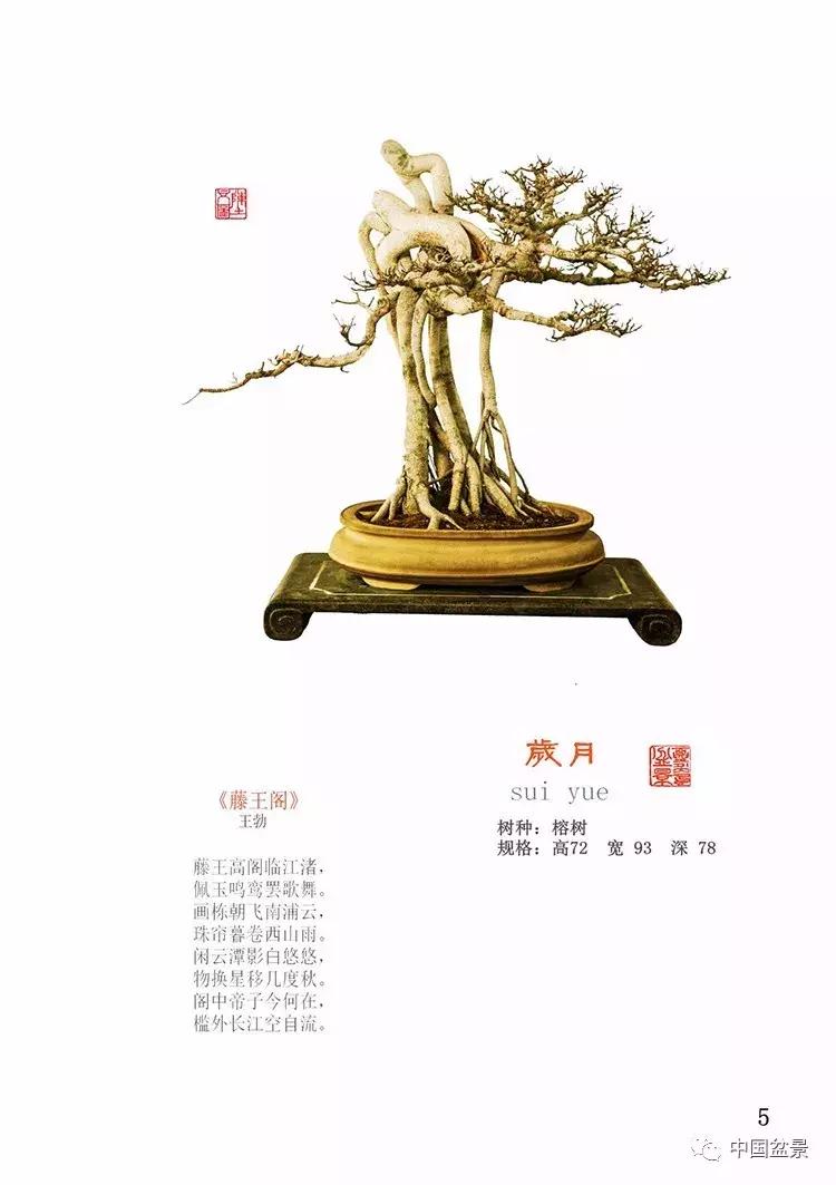 陈文图老师,陈文图盆景欣赏