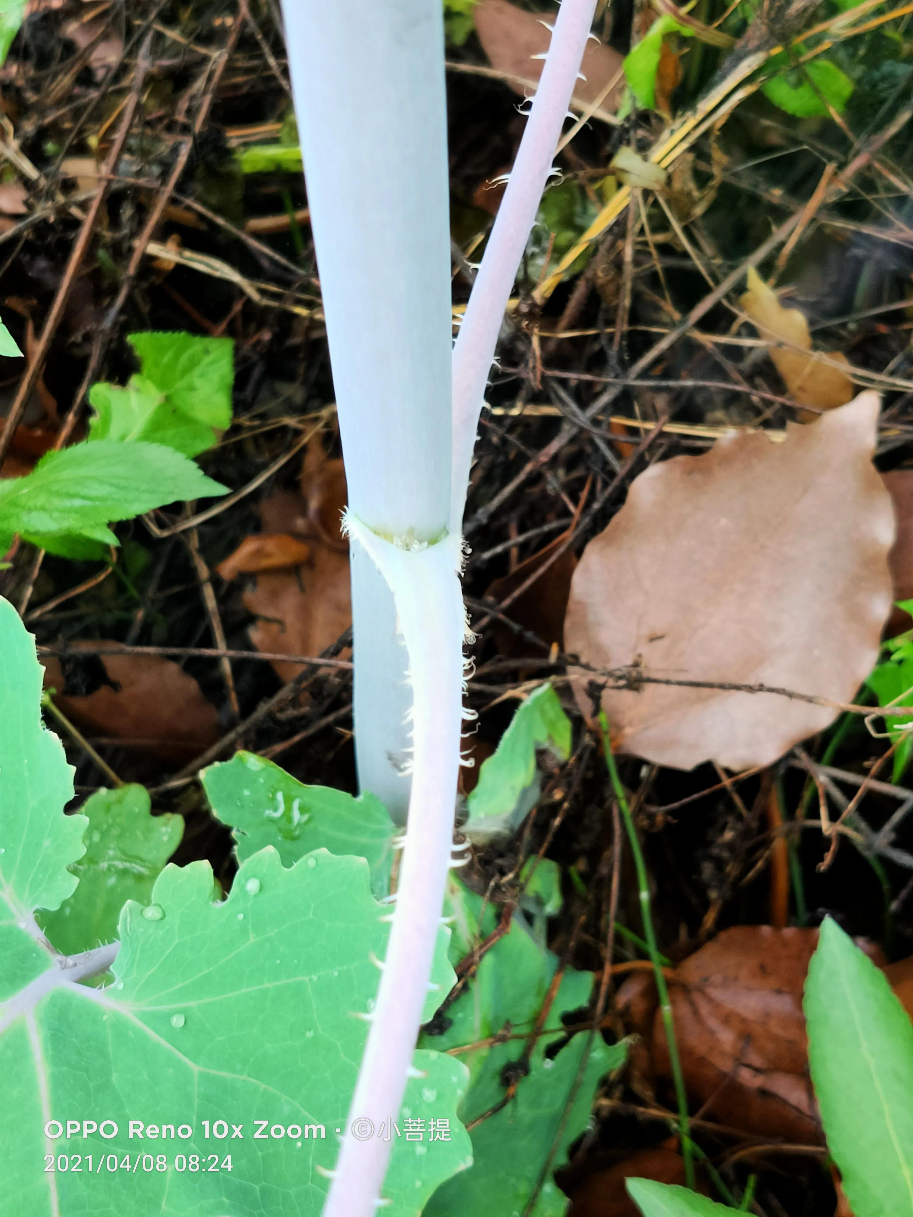 这种在草本里显得特别高大美丽的植物是罂栗的亲戚