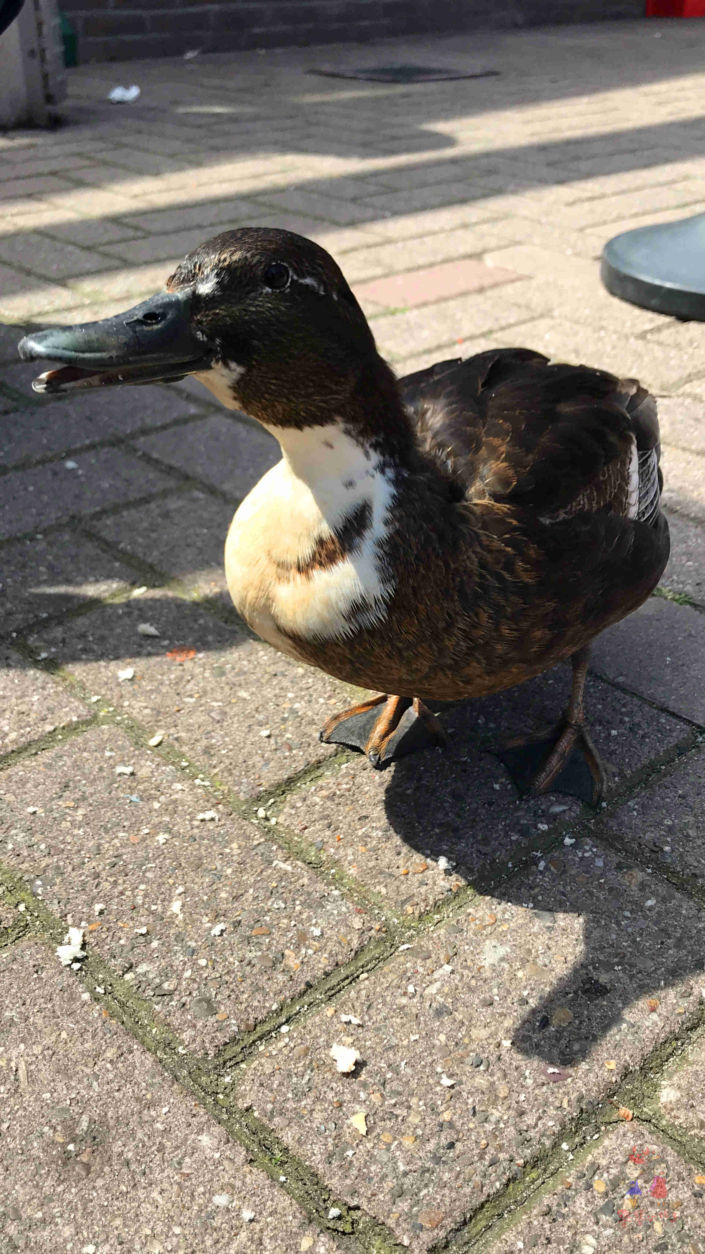 梵高游荷兰攻略,到荷兰夜游梵高星空之路