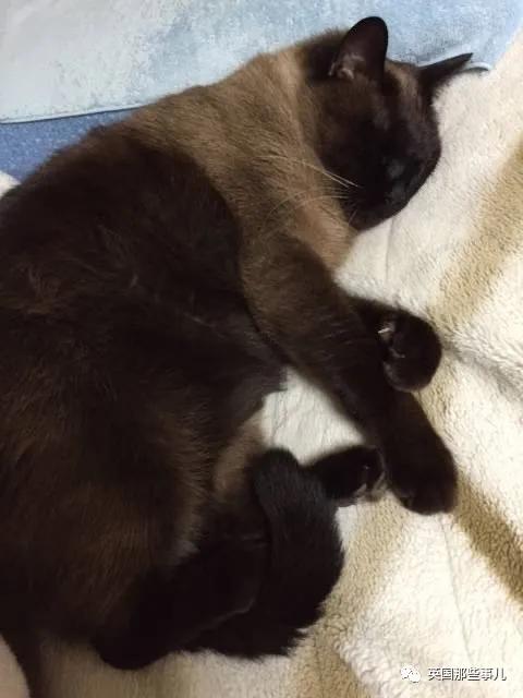 养暹罗猫会得什么病吗,养暹罗猫就像开盲盒