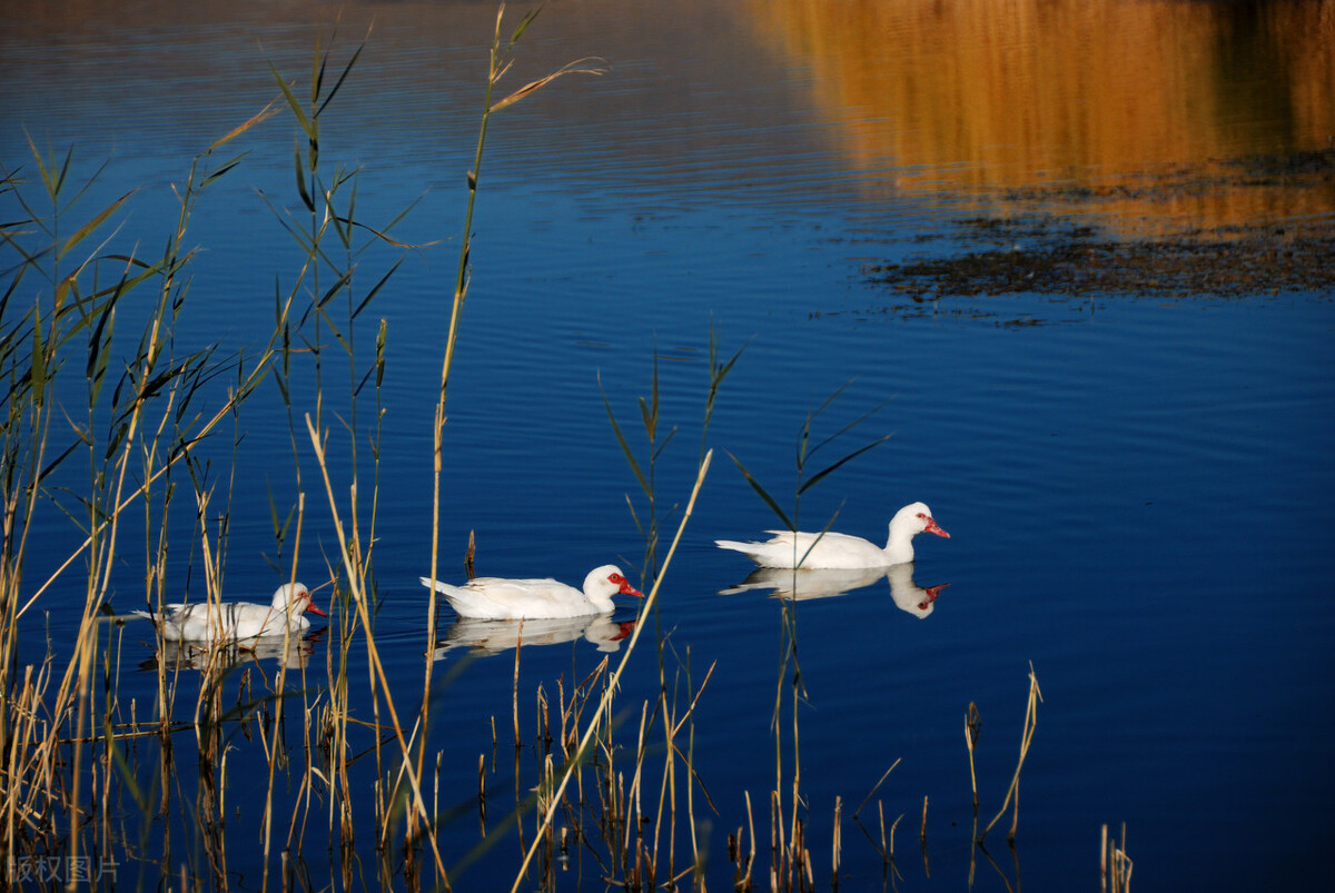 二年级上册语文重点归纳日积月累,小学语文二年级上册语文日积月累