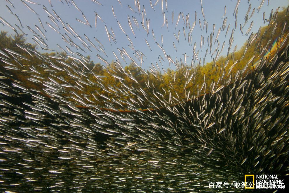 海里的青鱼和湖的青鱼有什么区别,淡水青鱼与海水青鱼