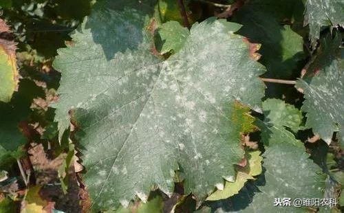 西红柿治疗灰霉病新药,打灰霉病新药