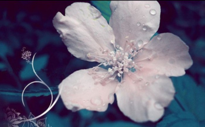 六月，梦一场荼蘼花事