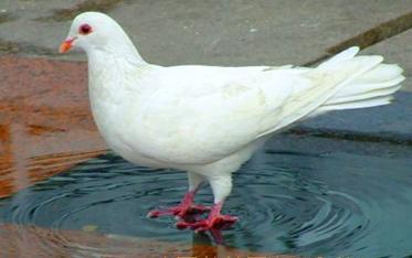 乳鸽瘦小后期可以补救吗,乳鸽瘦小怎么办