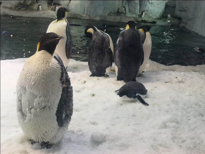 珠海长隆海洋王国官网预约,珠海长隆海洋王国