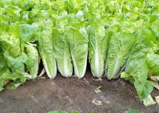 应季水果蔬菜时间表官方,一年四季的应季水果蔬菜有哪些呢