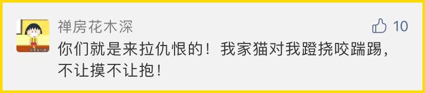 合租养猫劝退指南,《养猫劝退指南》