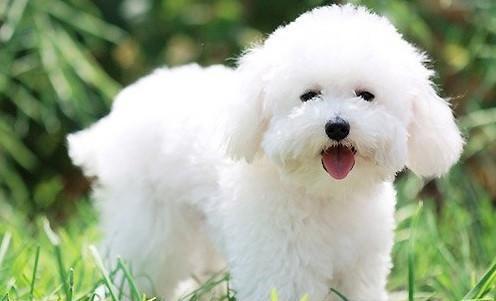 狗狗一整天没大便,狗狗一整天没拉屎拉尿有没有问题