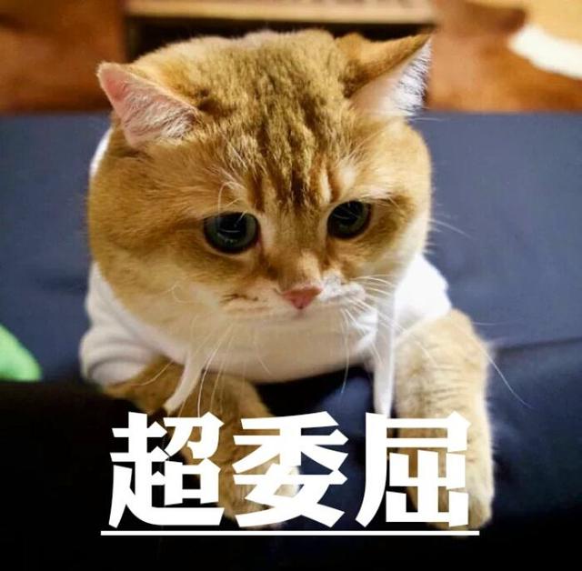 怎么让家里的猫咪喜欢你?我有11种方法告诉你