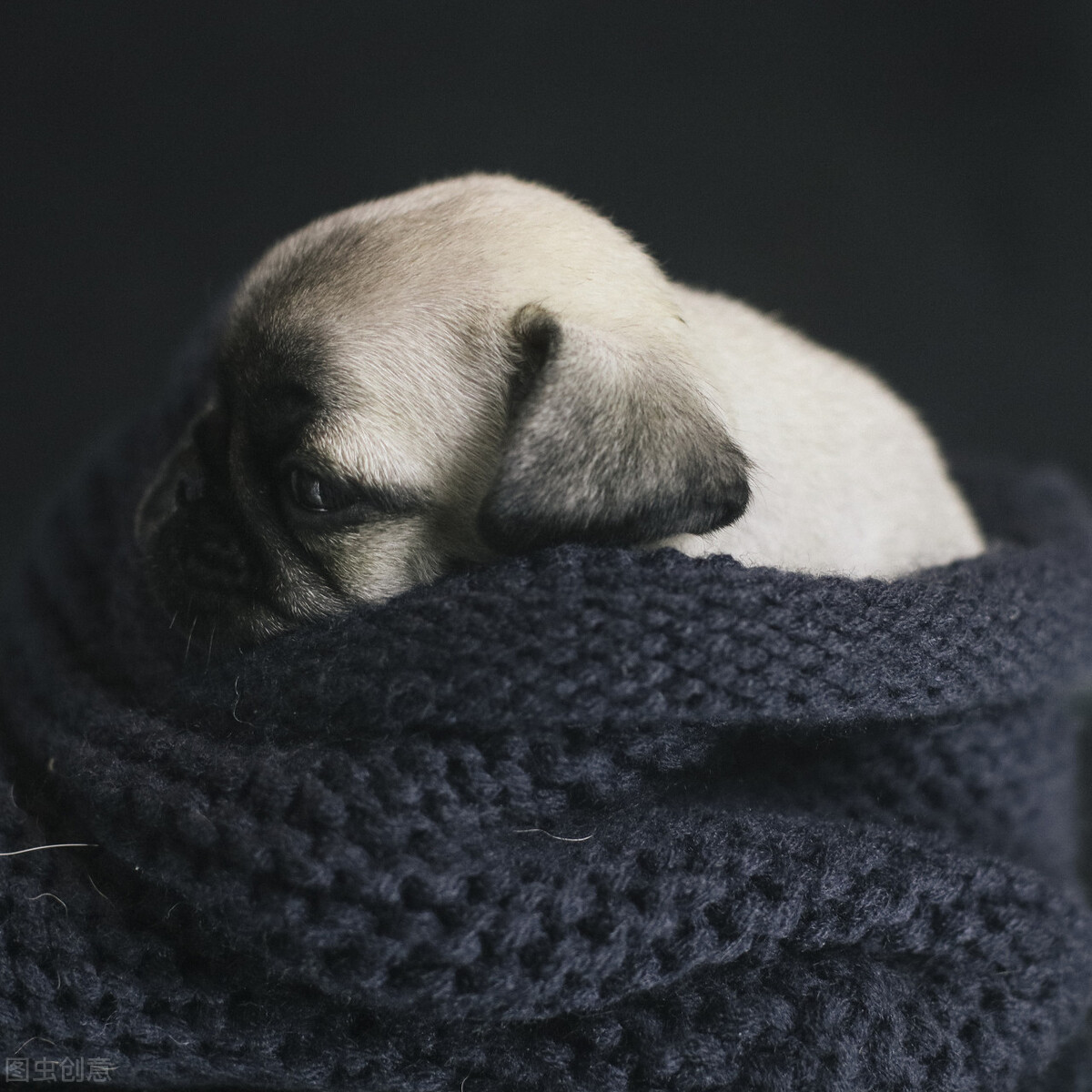 巴哥犬好养吗养巴哥犬的注意事项,八哥犬和巴哥犬有什么区别呢