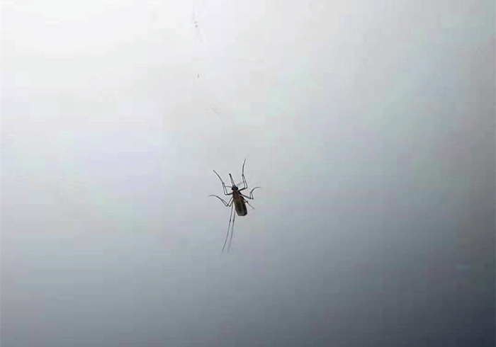 家里出现大蜘蛛是什么蜘蛛,家里来了个大蜘蛛打死了预示什么