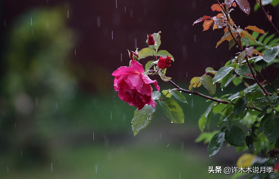 地栽月季水浇多了烂根怎么补救,藤本月季大苗烂根快速恢复方法