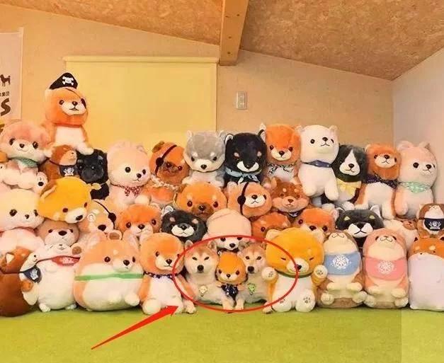 主人买了一堆柴犬玩偶，结果柴犬混入其中，主人想找也找不到了