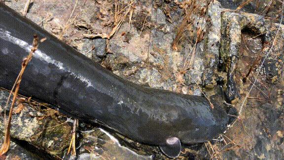 史前电鳗能放出多少电,为什么说电鳗灭绝了