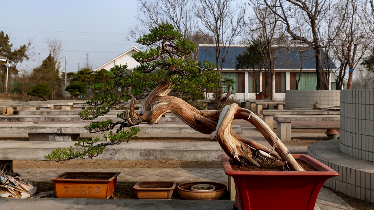松柏翻盆时候盆面青苔要去除吗,松柏类树的换土方法