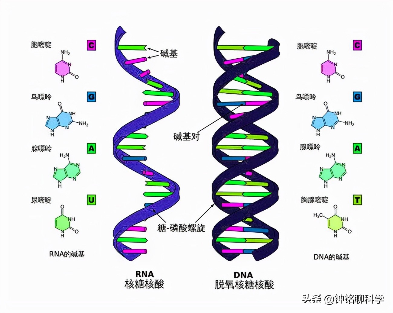 人都是女人生的，早在人类形成之前，第一个女人是怎么来的？