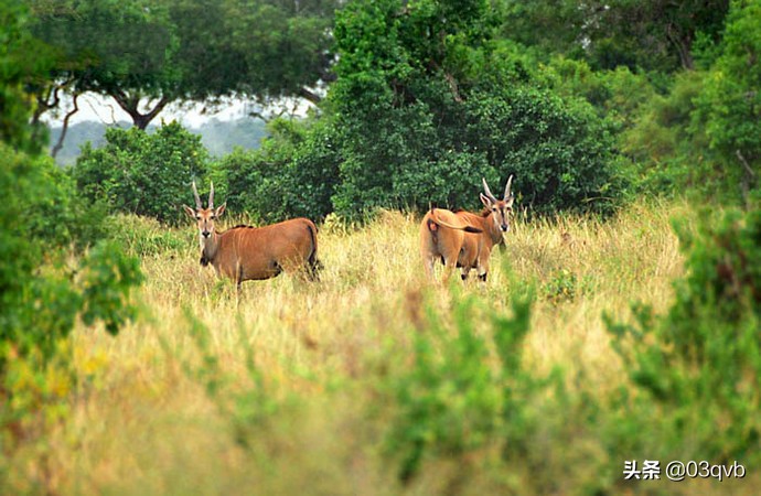 鏈涙棤杈归檯鐨勬捣,鏈涙棤杈归檯