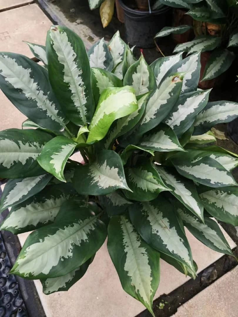 好看的皇后植物,皇后花卉名称